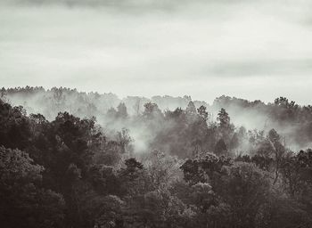 Scenic view of trees against sky