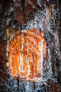 Full frame shot of tree trunk