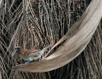 Side view of munia perching on wood against twigs