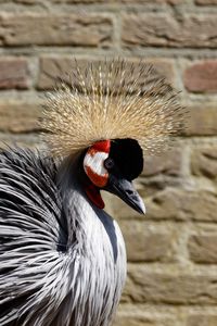 Close-up of a bird