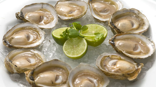 High angle view of oysters on ice cubes in plate