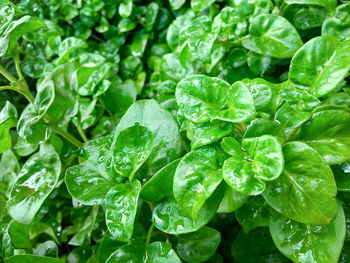 Full frame shot of wet leaves