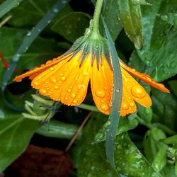 Close-up of wet flower