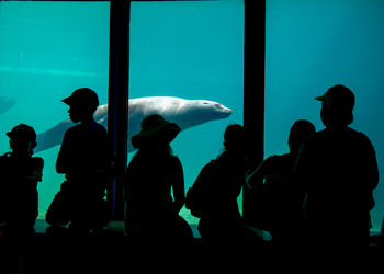 Silhouette people by seal in tank at aquarium