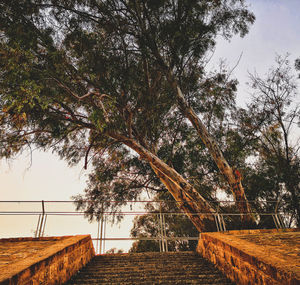 Trees against sky