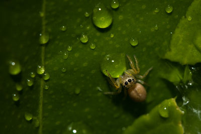 High angle view of spider on leaf