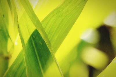 Close-up of green leaves