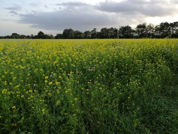 Scenic view of field against sky