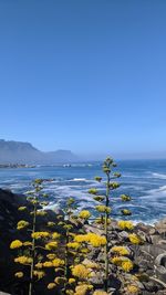 Scenic view of sea against clear blue sky