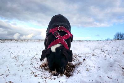 View of dog on snow covered land