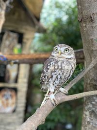 Close-up of owl perching on tree