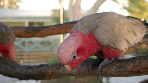 Close-up of bird perching on tree