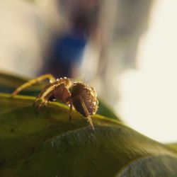 Close-up of insect