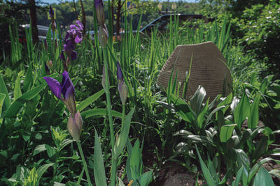 Close-up of purple crocus flowers on field