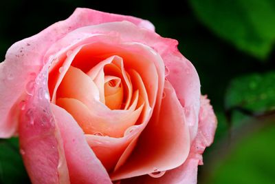 Close-up of wet pink rose