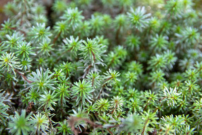Full frame shot of flowering plants