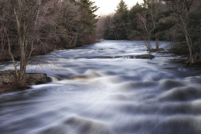 Scenic view of river flowing amidst trees in forest