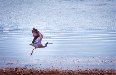 View of bird flying over sea