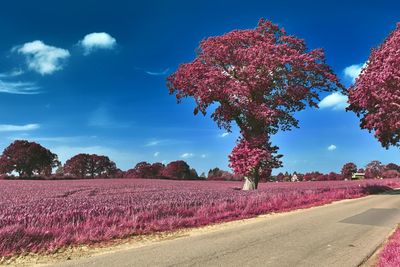 Pink flowering trees on field against sky