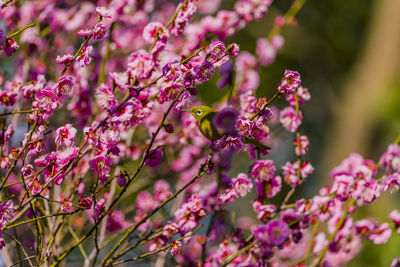 Plum blossom