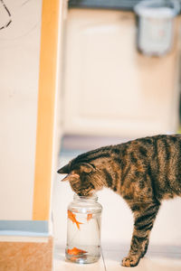 Cat drinking glass on table