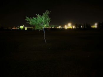 View of illuminated trees at night