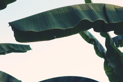 Low angle view of leaves against clear sky