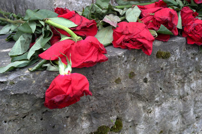 Close-up of red rose roses