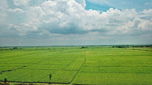 Scenic view of agricultural field against sky