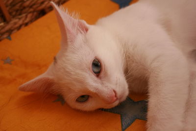 Portrait of khao manee resting on bed