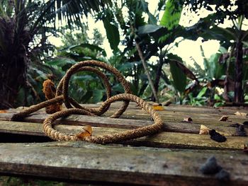 Rope on wooden planks against trees
