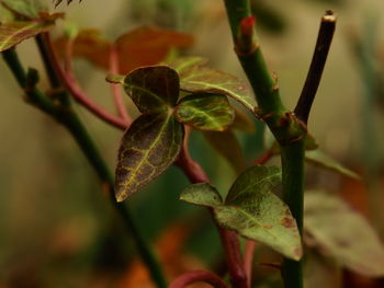 Close-up of fresh green leaves on plant