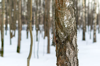 Close-up of tree trunk during winter