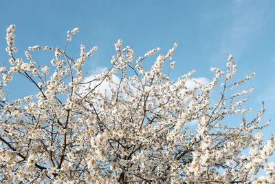 Low angle view of flower tree against clear sky