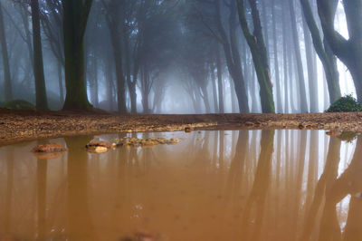 Scenic view of lake in forest against sky
