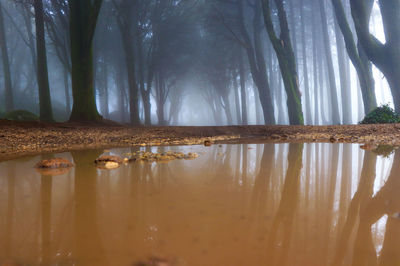 Scenic view of puddle against trees in forest