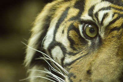 Close-up portrait of a cat