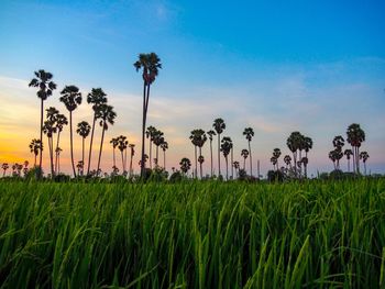 Plants growing on field against sky during sunset