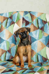 Portrait of puppy on bed