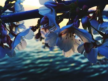 Close-up of fresh flowers hanging on branch