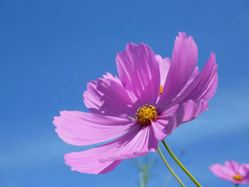 Close-up of pink cosmos flower against blue sky