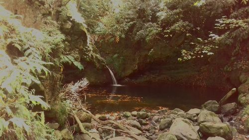 River flowing through forest