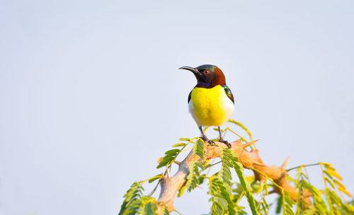 Bird perching on a plant