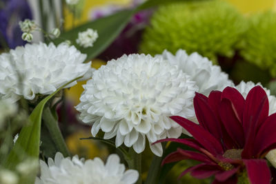 Close-up of white flowering plant