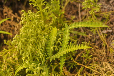 Close-up of fern