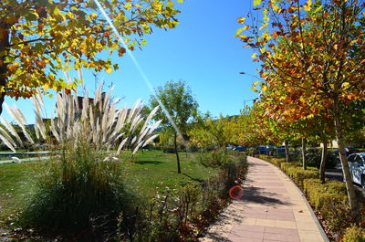 Scenic view of trees against clear sky during autumn