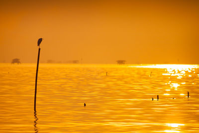 Silhouette birds on a orange sunset