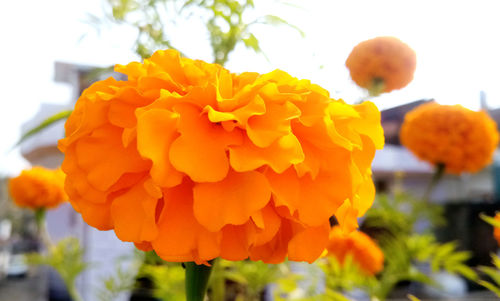 Close-up of orange marigold flowers