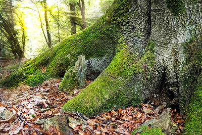 Green leaves on tree trunk in forest