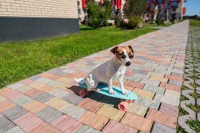 Jack russell terrier dog in sunglasses rides a skateboard outdoors on a sunny summer day.
